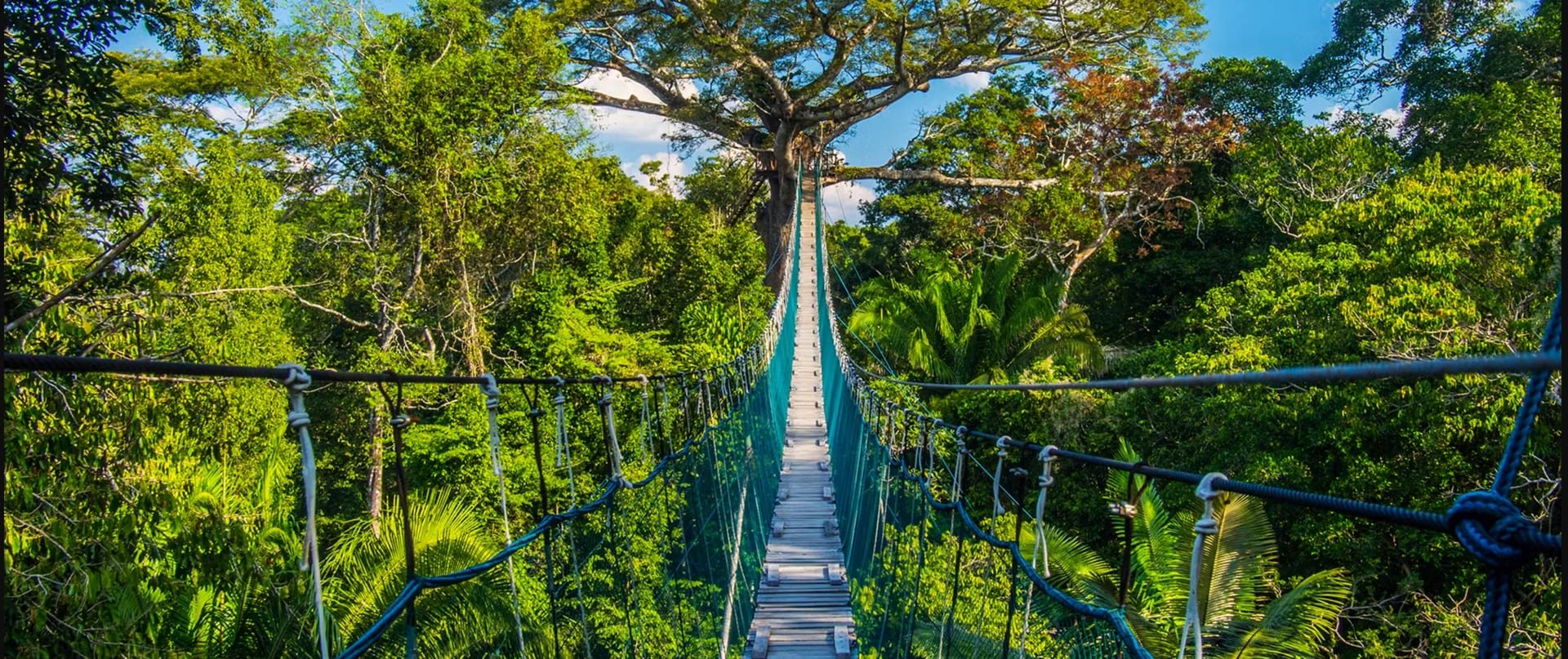 Puente colgante sobre el bosque amazónico